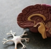 Tajemnice mózgu - nowe odkrycia w neurobiologii i psychologii